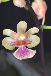 Phal. Orchid Classics Golden Showers Little Gem AM 80 pts